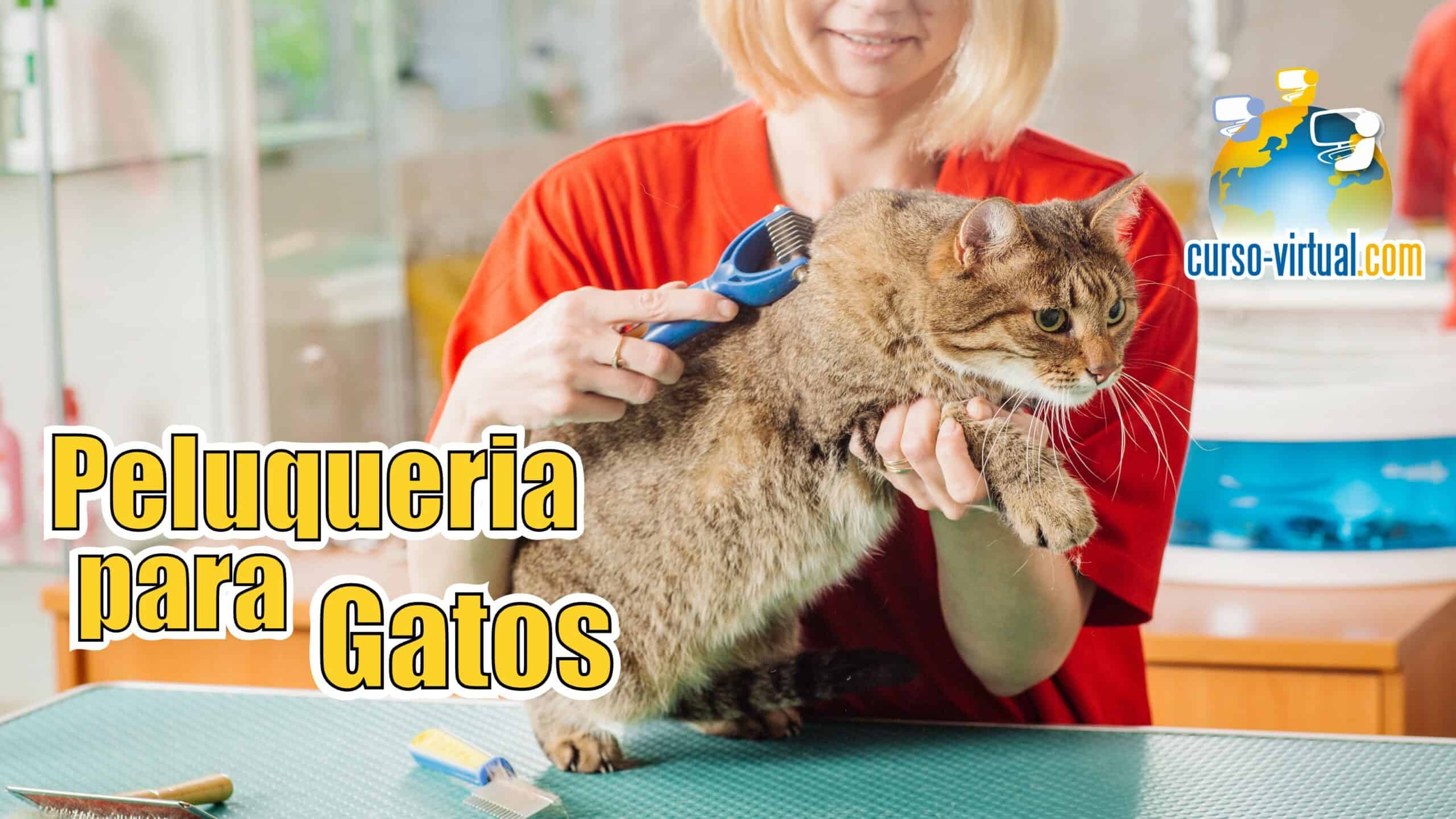 Peluqueria para Gatos – Grooming – Curso-Virtual.com